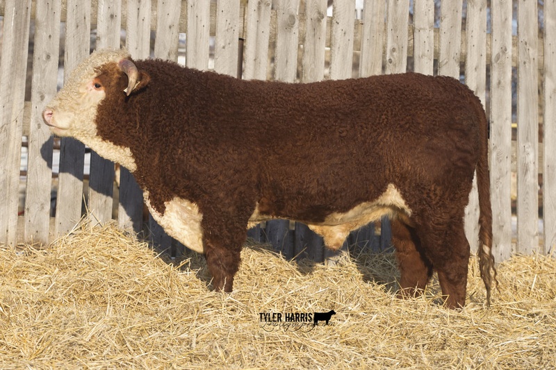 2 Year Old Bulls - Ayrey Hereford Farms 