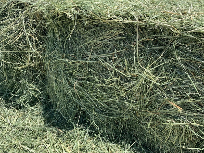 premium horse hay for sale small squares