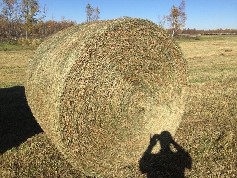 Horse and Cow Hay 