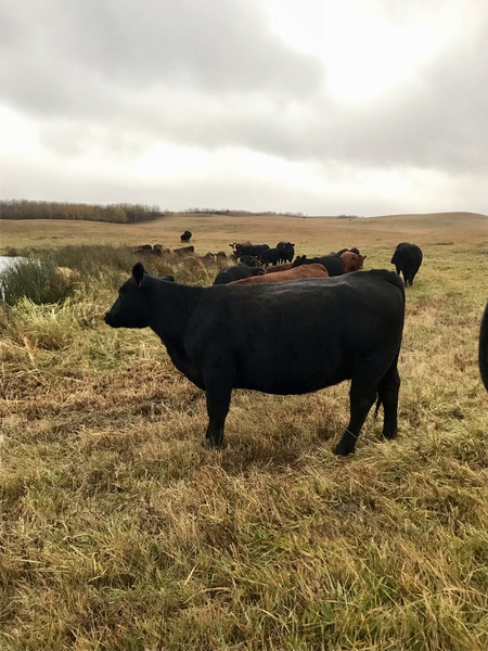 30 Bred Angus/Simmental Cows For Sale 