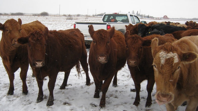 74 cow herd dispersal