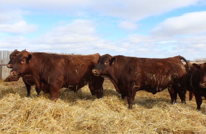 Red Angus Yearling Bulls 