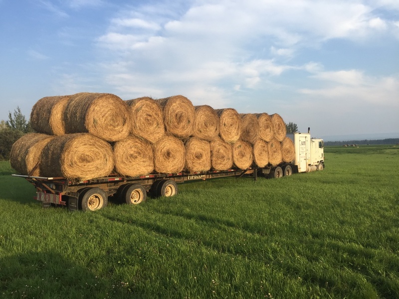 40 Bales Hay for Sale