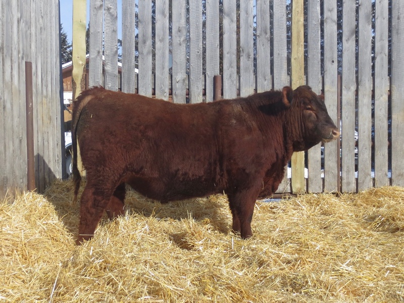 13 Purebred Angus Yearling Bulls For Sale 