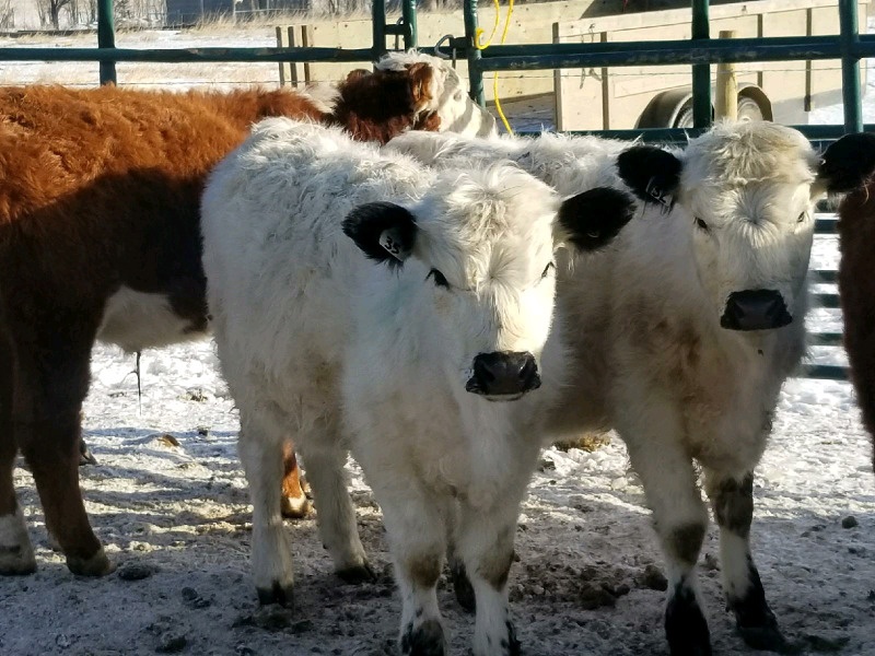 4 Speckled Park Replacement Heifers 