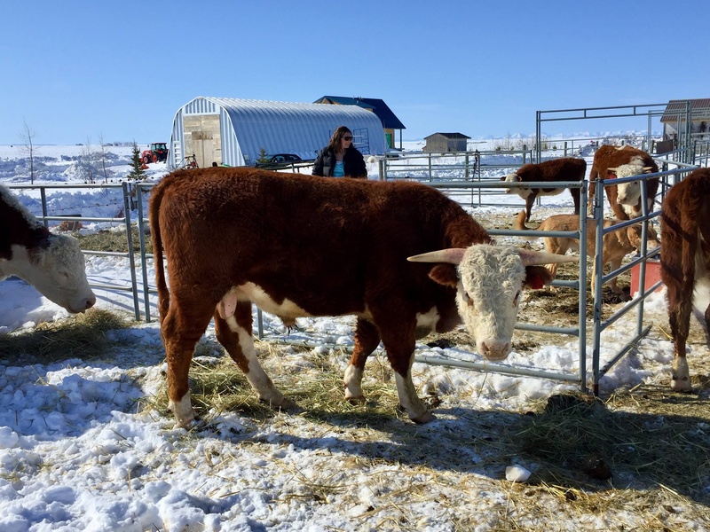 2 Year Old Hereford Bull For Sale 