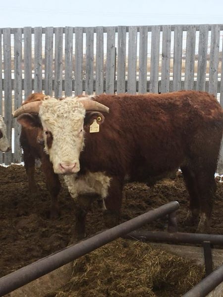 2 Year Old Hereford Bull For Sale 