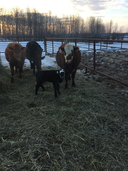 90 First Heifer Calf Pairs 