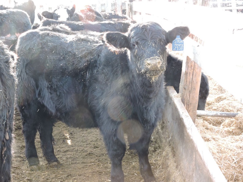 5 Angus Simmy Heifer Calves