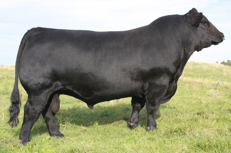 3 Year Old Bull for Sale 