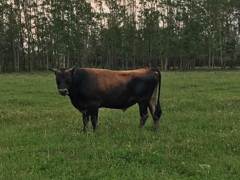 Jersey Bull For Sale 