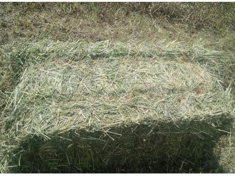150 Bales Alfalfa Brome Hay