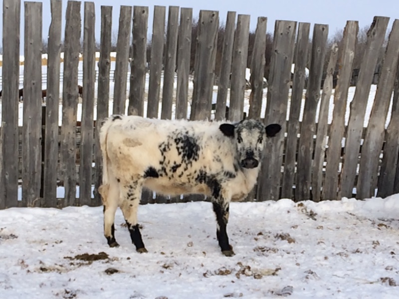 6 Speckled Park Replacement Heifers 