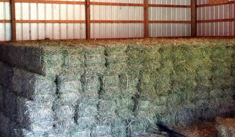 200 Small Squares of Hay