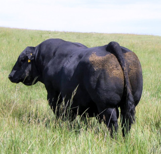 250 Purebred Angus Cow Calf Pairs For Sale 