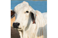 Commercial Farms Ltd.