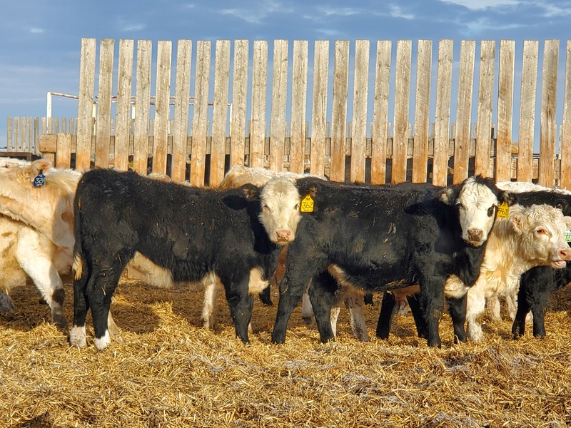F1 quality Replacement Heifers