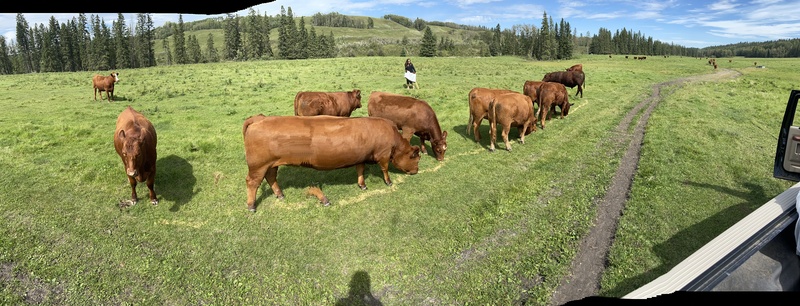  SOLD Bred Heifers 