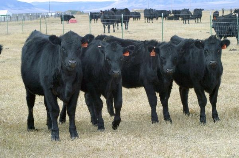 35 Angus Heifer Calves For Sale - Not Registered