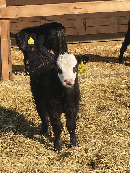 150 First Calf Heifer Pairs 