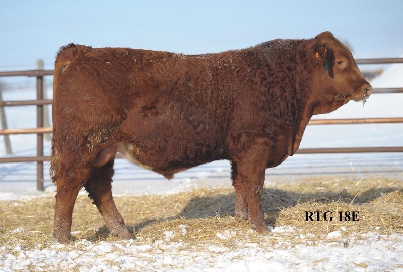 Gelbvieh Yearling and 2 Year Old Bulls For Sale 