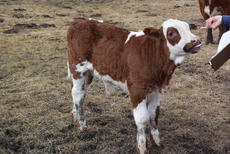 Registered Simmental Pairs For Sale 