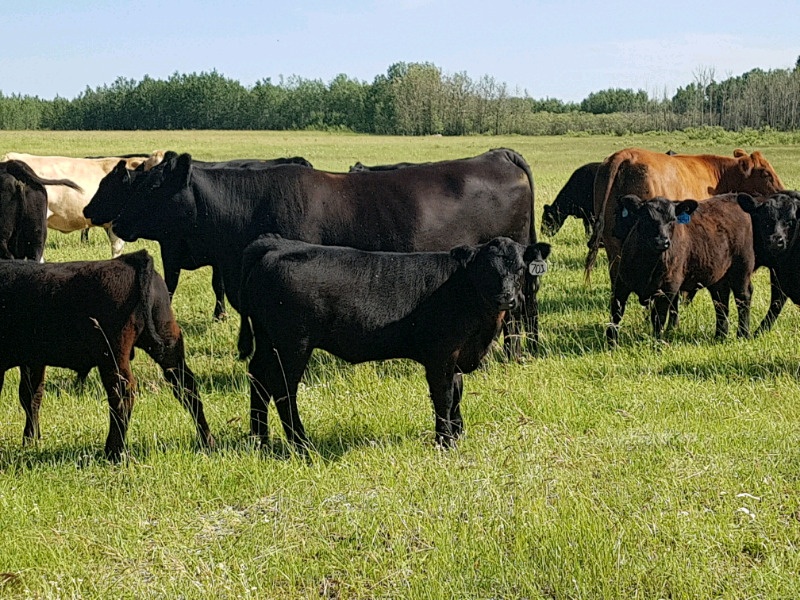 20 Head Registered Black Angus Bred Cows