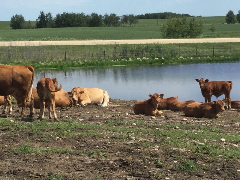 35 gelbvieh cows with calves