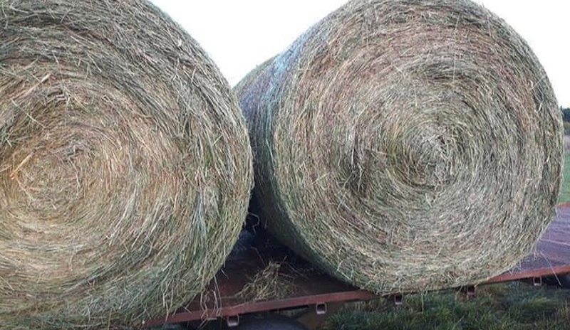 200 Bales of Alfalfa Hay For Sale 
