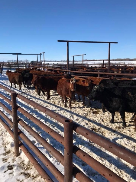 65 Bred Cows For Sale 