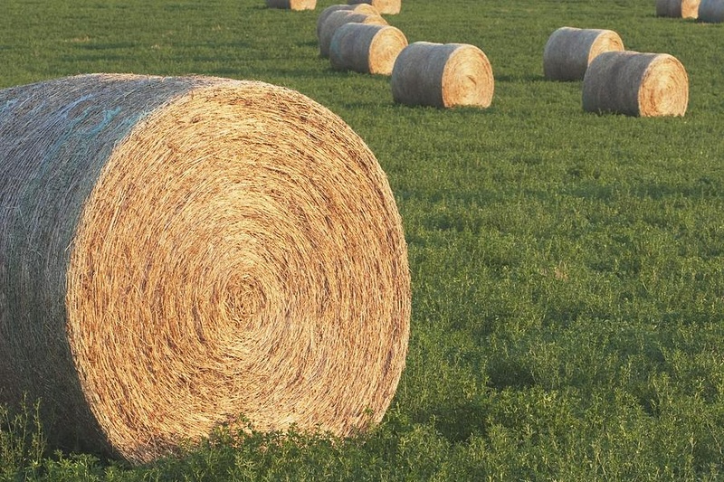 3000 Round Grassy Alfalfa Mix Bales For Sale 
