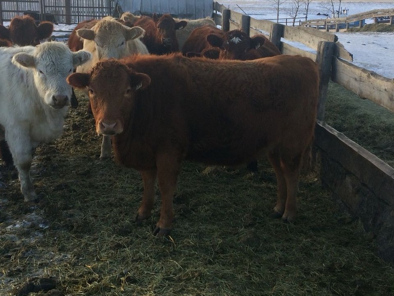 10 Red Angus/Shorthorn Bred Heifers 