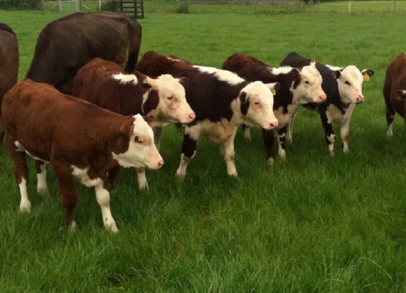 Hereford Calves For Sale 