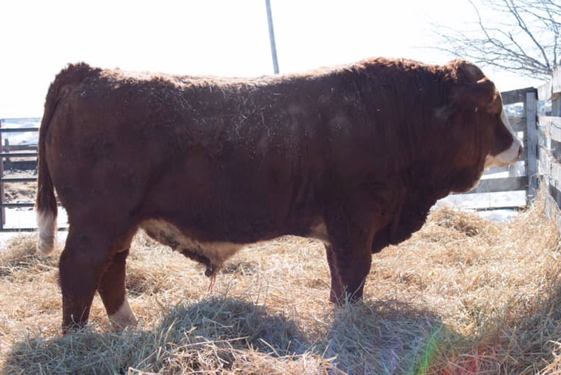 Purebred Simmental Yearling and 2 Year Old Bulls