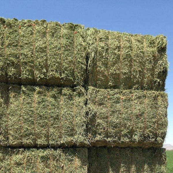 200 Bales of 2nd Cut Timothy Hay