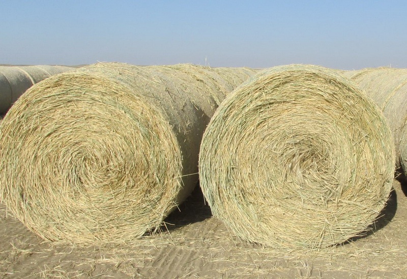 450 Bales of Green Feed