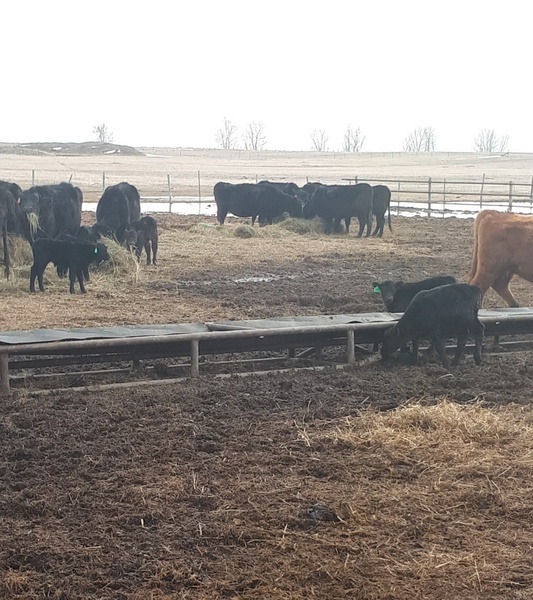 Young Cow Calf Pairs For Sale 