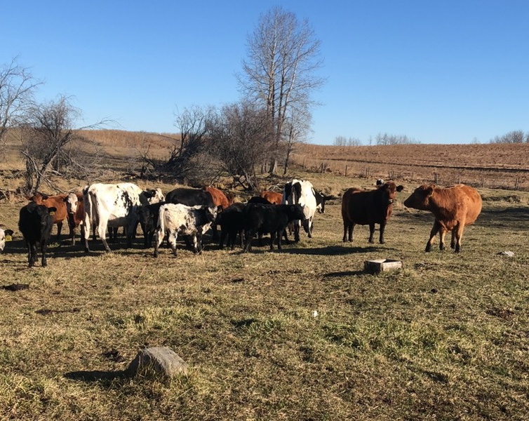 20 Bred Cows 2nd Calvers