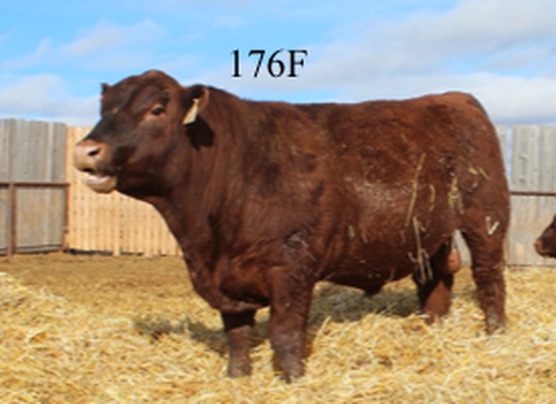Red Angus Yearling Bulls 