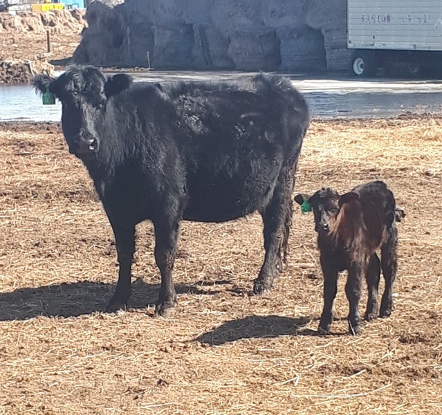 Young Cow Calf Pairs For Sale 