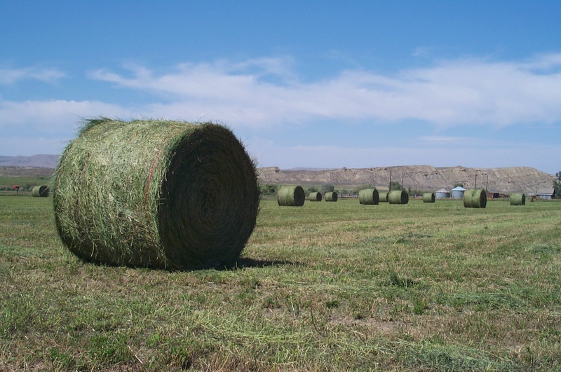 24 Alfalfa Grass Hay Bales