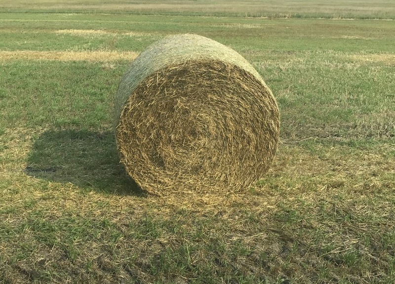 150 Bales of Barley Straw