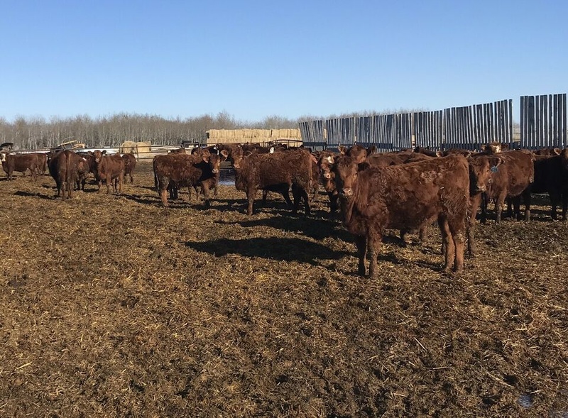 100 Angus/Simmental Cross Replacements For Sale
