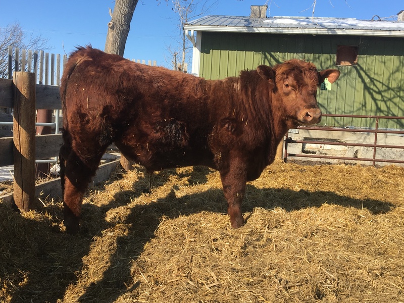 Registered Red Angus yearling 