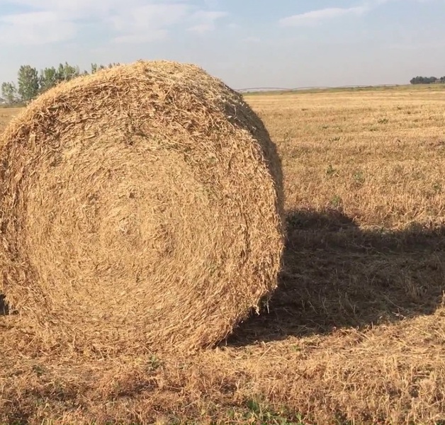 200 Big Rounds of Pea Straw