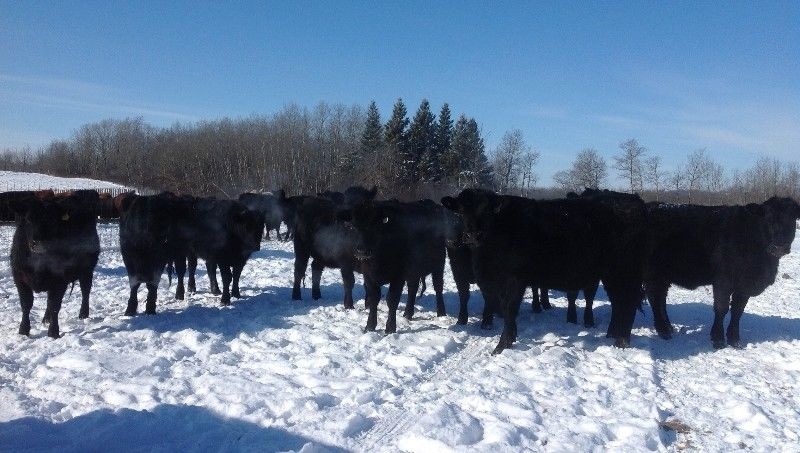 13 Black Bred Heifers For Sale 
