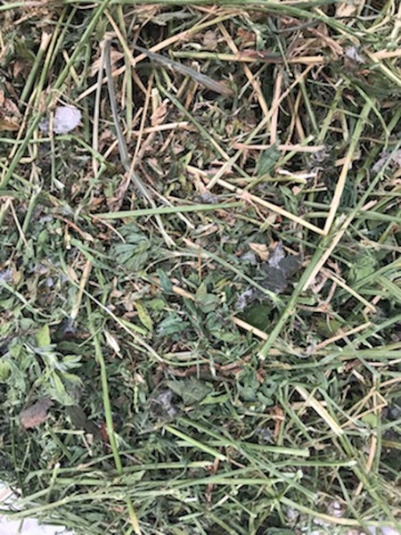 Small Square Bales (Alfalfa/grass blend)