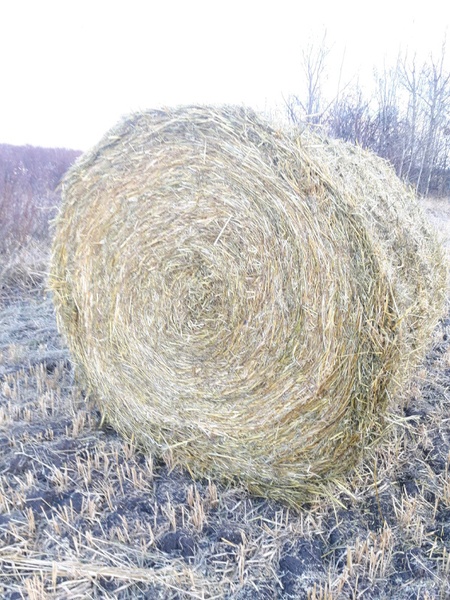 20 Bales of Barley Straw