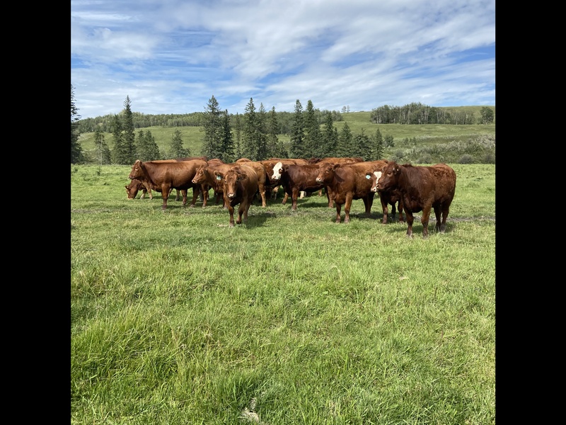  SOLD Bred Heifers 