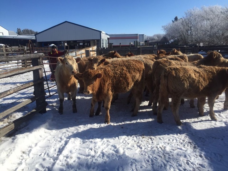 Open Replacement Heifers